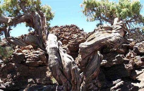 De Oudste Boom Van Europa Staat Op Tenerife En Is 1 481 Jaar Oud