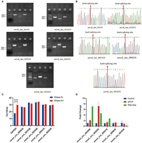 Frontiers RNA Sequencing Reveals CircRNA Expression Profiles In