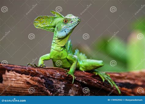 Male Plumed Basilisk Basiliscus Plumifrons Sitting On A Log Stock Photo