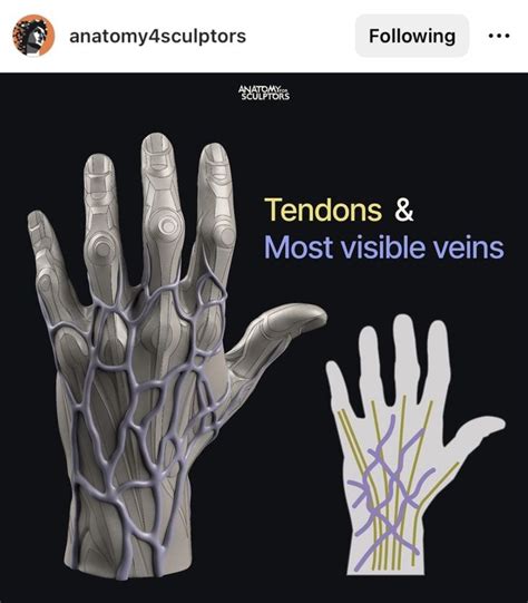 Tendons And Visible Veins Ref By Anatomy Sculptors Anatomy For