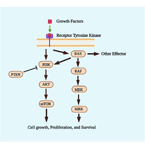 Pi K Akt Mtor And Ras Raf Mek Erk Signaling Pathways Asati Et Al