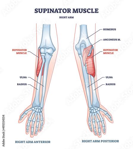 Brachioradialis An Overview Sciencedirect Topics 42 Off