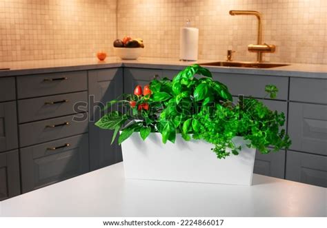 Indoor Growing Edible Greens Home Gardenkitchen Stock Photo 2224866017