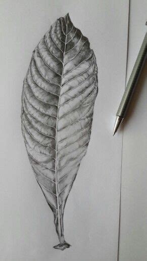 40 Leaf Pencil Drawing Ideas Art Pencil Drawings Of Flowers Leaves Sketch Botanical Drawings