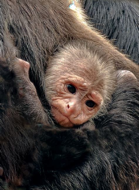 Baby capuchin monkey steals hearts at Newquay Zoo