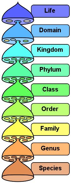 Classification Of Microorganisms Boundless Microbiology