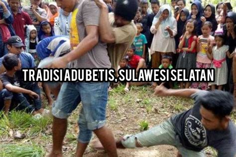 Tradisi Adu Betis Sulawesi Selatan Ungkapan Syukur Masyarakat Bugis