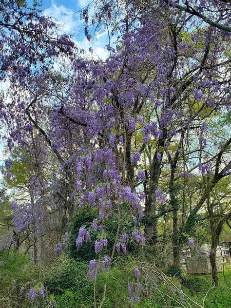 2 Blue Moon Wisteria Wisteria Macrostachya Wisteria Live Plant