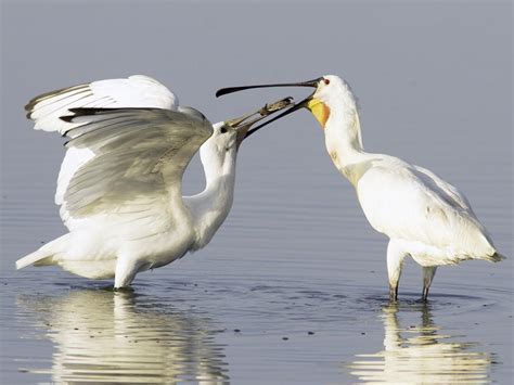 Spoonbill Bird Facts (Platalea leucorodia) | Birdfact