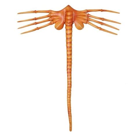 Science Fiction & Horror Facehugger Costume Alien Facehugger Face ...