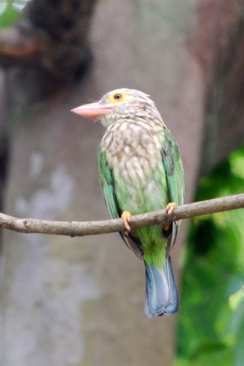 Lineated Barbet Birds Of Singapore · Naturalista Mexico