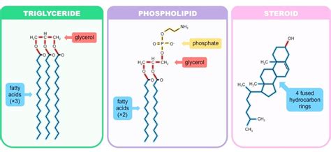 Diagram Of Types Of Lipids Image collections - How To Guide And Refrence