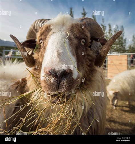 Portrait Of Sheep Grazing Iceland Stock Photo Alamy