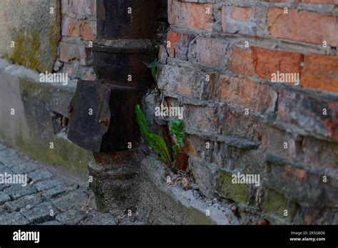 Green Plant And Brick Wall With Gutter Stock Photo Alamy