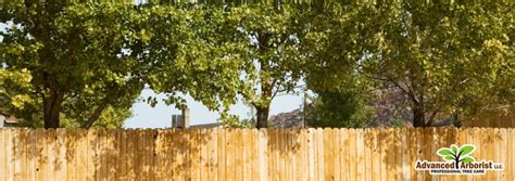 Can I Trim My Neighbors Tree On My Property Learn From An Expert