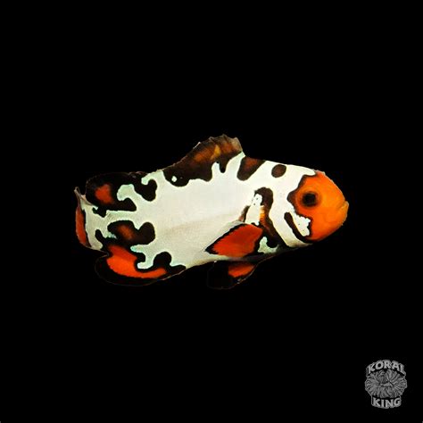 Extreme Starburst Clownfish Koral King
