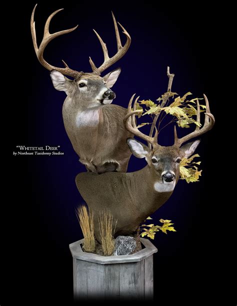 Whitetail Deer Mount Whitetail Deer Taxidermy