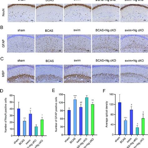 The Role Of Ng In Swimming Training To Rescue Neuronal Damage