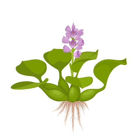 Vector Illustration Water Hyacinth Or Eichhornia Crassipes Isolated