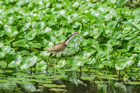 El Joven Wattled Jacana Jacana Jacana Que Caminaba En Las Plantas De