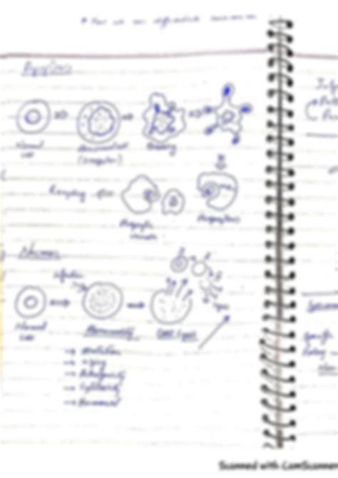 Solution Mitosis Meosis Necrosis Apoptosis Diagramatic View Studypool