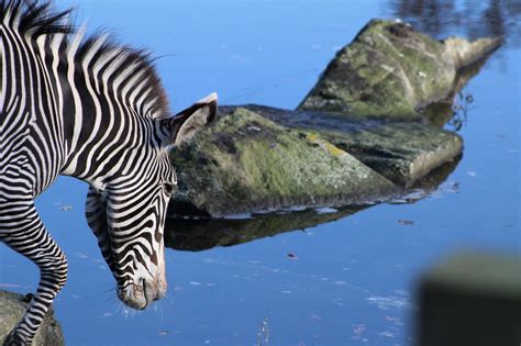 Zebra Zwierzę Ssak Dzikie Darmowe zdjęcie na Pixabay Pixabay