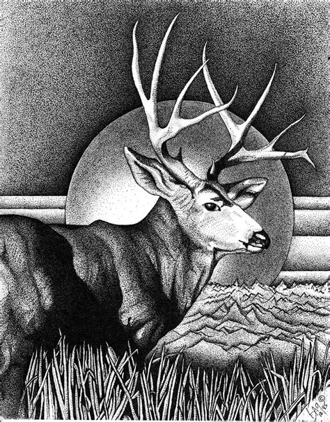 Buck Mule Deer Drawing by Brian Gilna