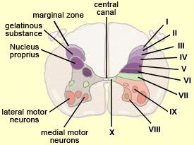 Anatomy Of Brain Stem And Spinal Cord Flashcards Quizlet