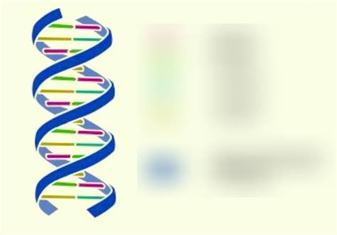 Bau Dna Diagram Quizlet