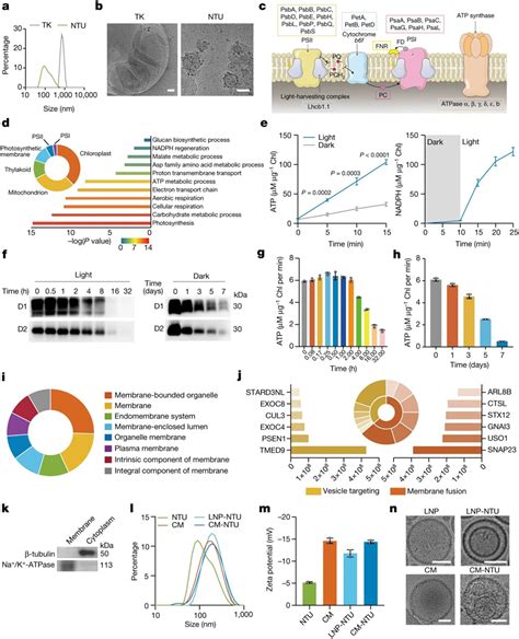 Nature：浙大科学家利用源自植物的纳米类囊体单元改善动物细胞合成代谢，有望减缓进展性疾病进展 华人研究专区 生物谷