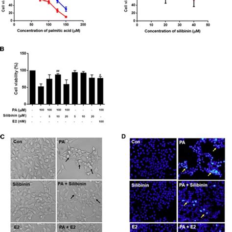 Silibinin Ameliorated Palmitic Acid Induced Mitochondrial Dysfunction