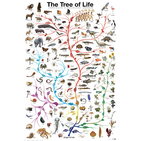 Evolution Tree of Life Poster | MightyToy