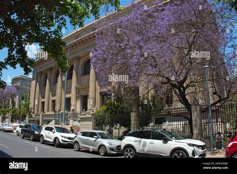 Santiago Chile A Magnificent Purple Jacaranda Tree At The Rear Of