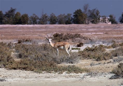 Faune Terrestre Dabu Dhabi