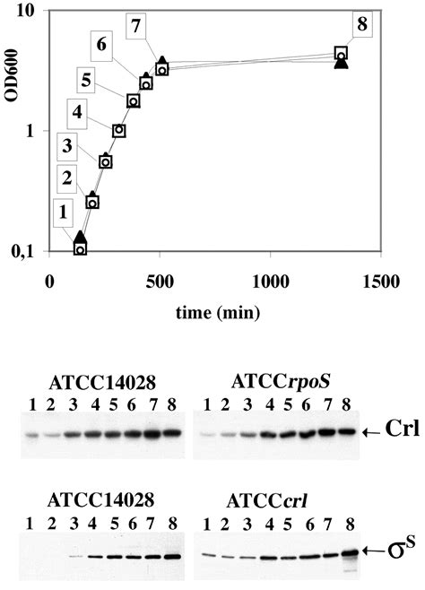 Crl Activates Transcription Initiation Of Rpos Regulated Genes Involved