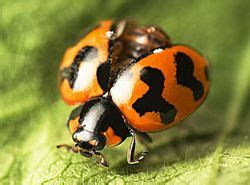 Lady beetle Facts for Kids