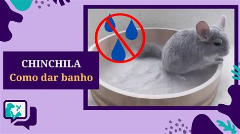 CHINCHILA COMO DAR BANHO NA CHINCHILA BANHO DE PÓ YouTube