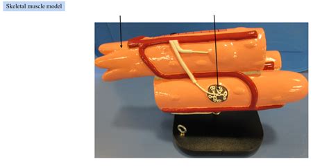 practical 3 skeletal muscle model 2 Diagram | Quizlet