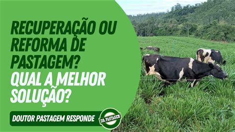 Recupera O Ou Reforma De Pastagem Qual A Melhor Solu O Doutor