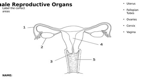 Vagina Diagram Diagram Quizlet