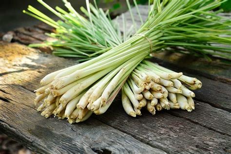 Лемонграсс - стебель с лимонным ароматом для чая и азиатской кухни