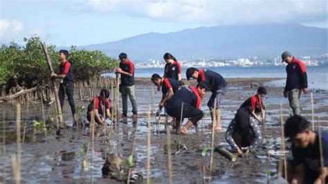 Rayakan Ulang Tahun Ke 17 Alfamidi Tanam 2000 Pohon Mangrove Di