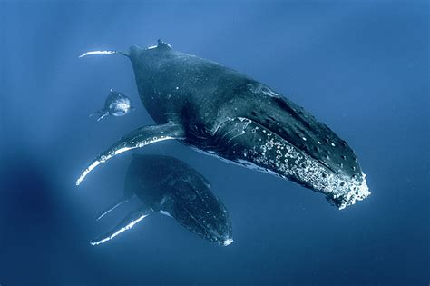 Humpback Whales Megaptera Novaeangliae Swimming Together Underwater