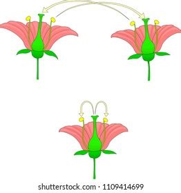 Self Pollination Over 44 Royalty Free Licensable Stock Vectors