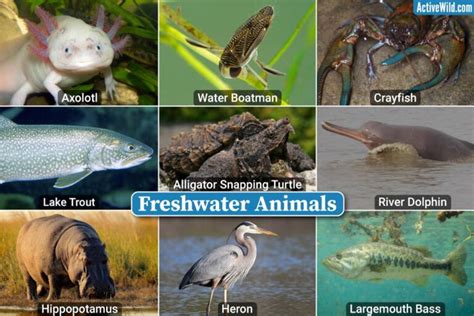 Freshwater Animals List, Pictures & Facts, Examples Of Freshwater Species