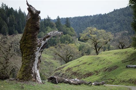 Sentinel Tree Photograph by Peter Dyke