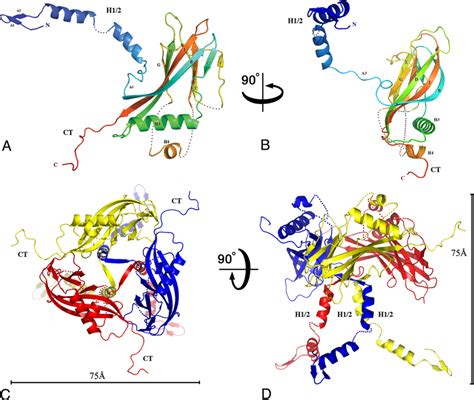 Structure Of The Baculovirus Polyhedrin Protein Cartoon Download Scientific Diagram