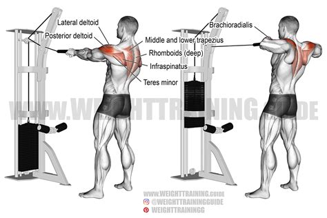 Standing Cable Rear Delt Row With Rope Instructions And Video