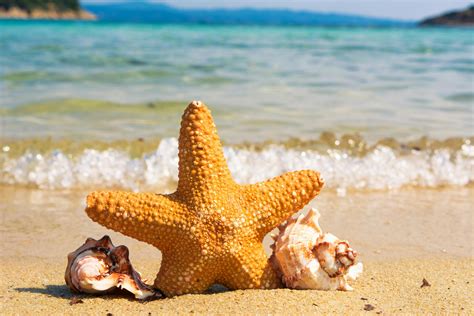 Summer Pictures · Pexels · Free Stock Photos
