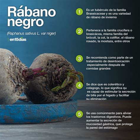 Rábano Negro Y Sus Propiedades Curativas